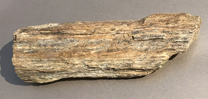 Petrified Wood